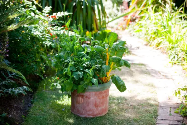 Swiss chard and emilia container