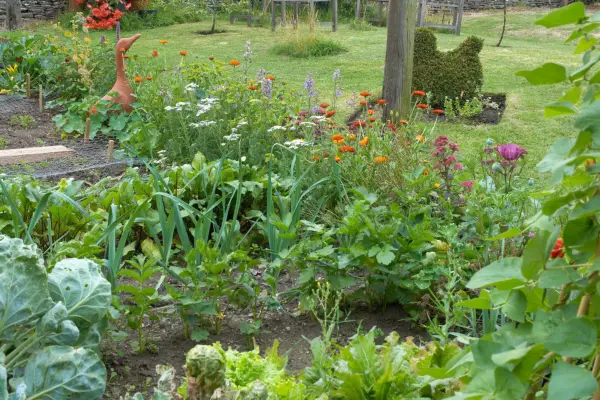 Veg plot edged with wildflowers