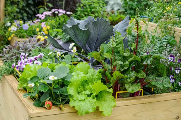 Raised bed with vegetables and companion plants