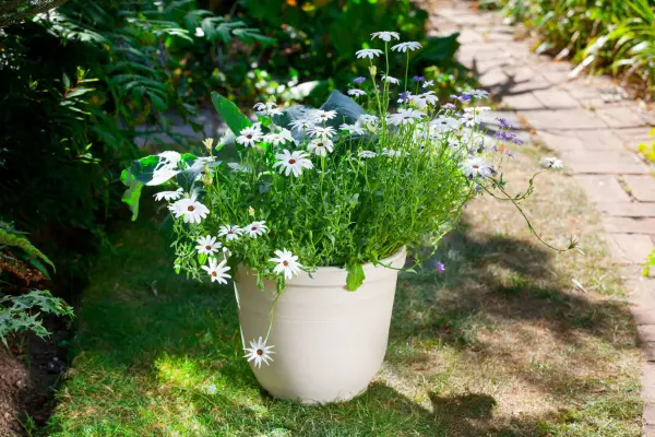 Kohlrabi and daisy container