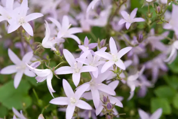 Campanula poscharskyana