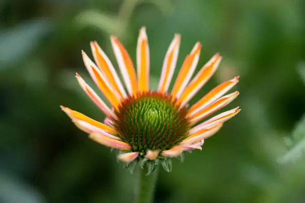 Echinacea „Julia”