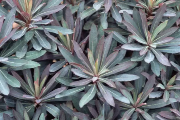 Euphorbia 'Blackbird'