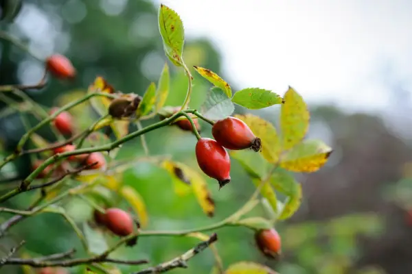 Rosehips