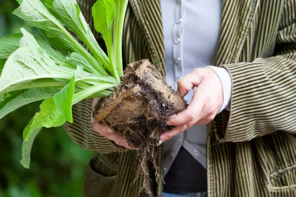 Wildlife gardening - plant foxgloves for pollinators
