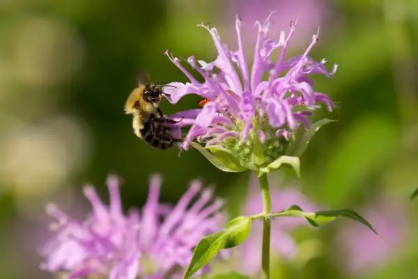 Bee on monarda flower. Getty Images