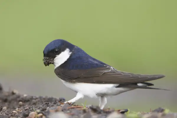 Wildlife gardening - leave mud for nesting house martins in dry weather