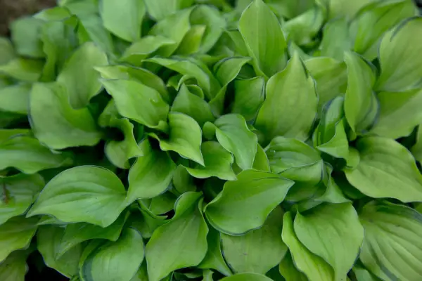 Hosta „firimituri cracker”