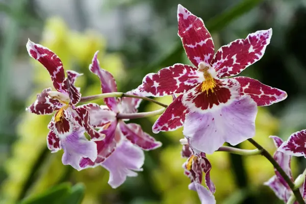 Odontoglossum orchid. Credit: Getty Images