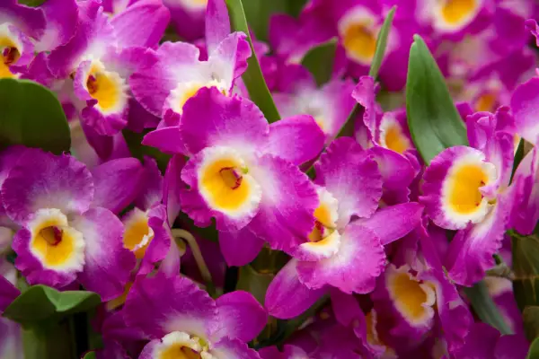 Dendrobium orchid