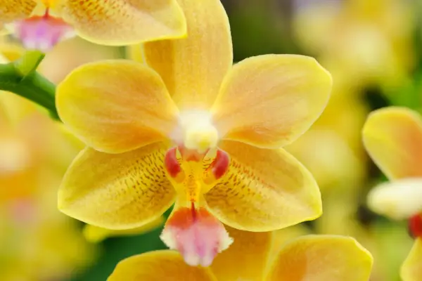 Phalaenopsis moth orchid