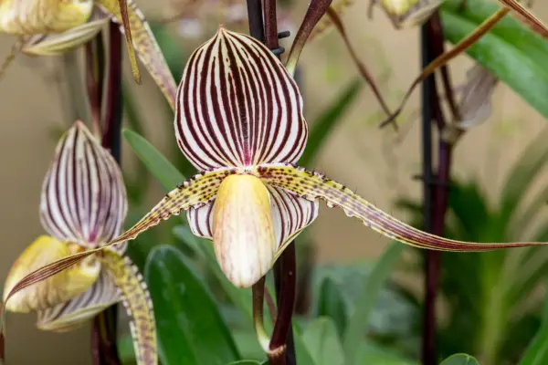 Paphiopedalum orchid