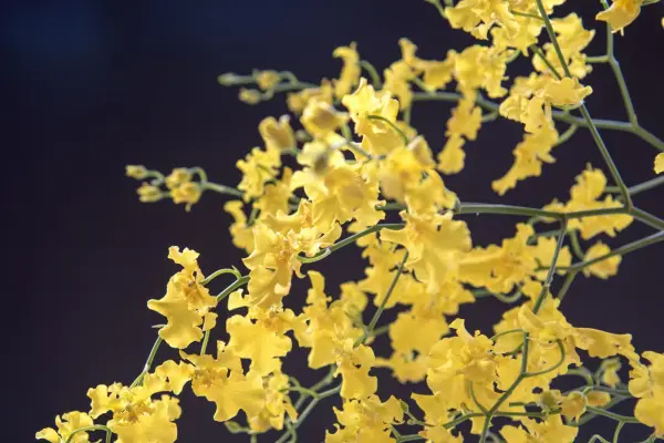 Oncidium orchid. Credit: Getty Images