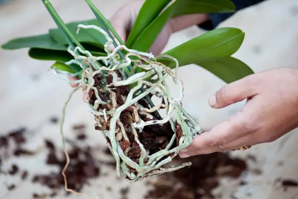 A moth orchid out of its pot, showing the roots
