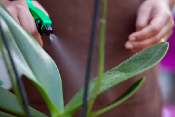 Misting a moth orchid