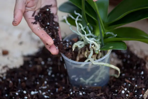 Repotting a moth orchid