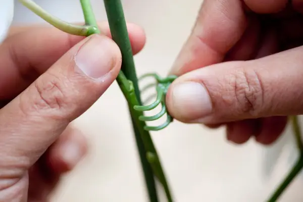 Tying in the flowering stem of a moth orchid