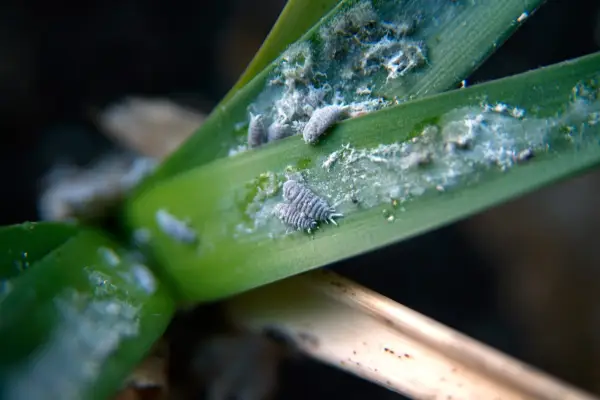 Mealybugs on orchid foliage