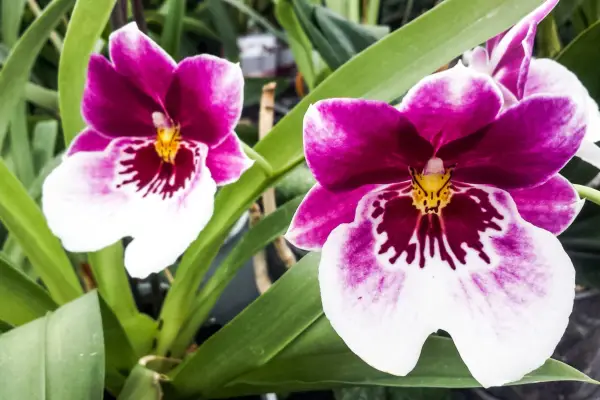 Miltonia orchid. Credit: Getty Images