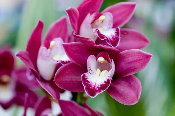 Cymbidium orchid