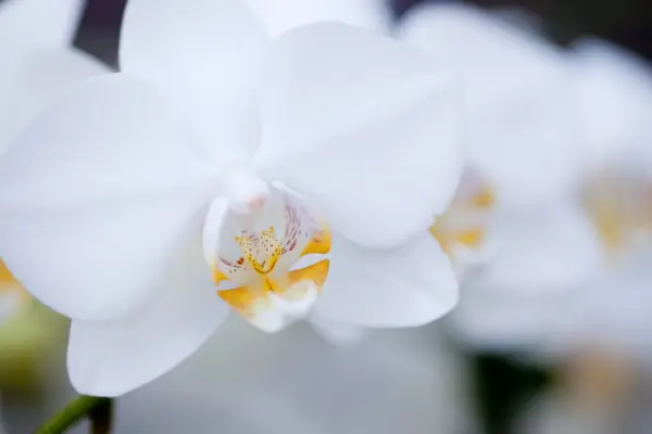 How to care for orchids