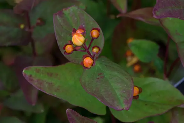 Hypericum x inodorum 'יקום קסום'