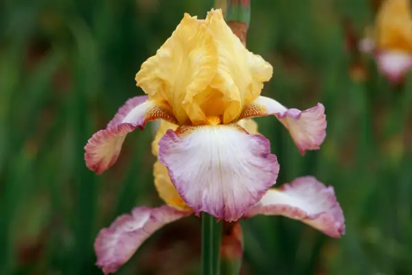Iris «magie hindou»