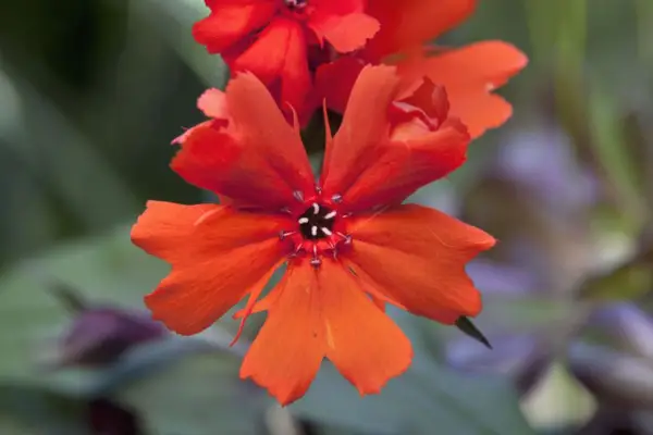 Lychnis 'Vesuviai'