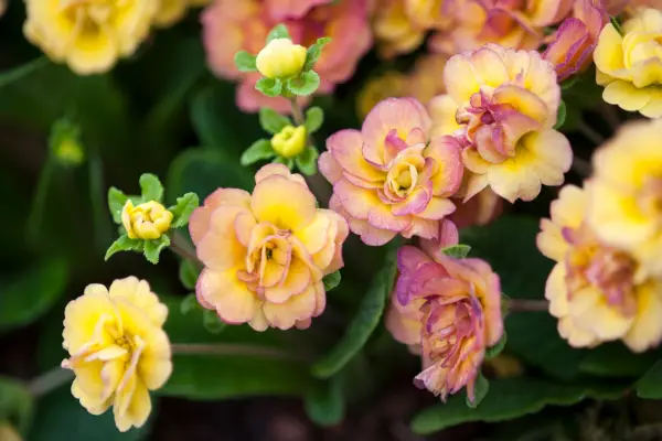 Primula 'Belarina Nectarine'