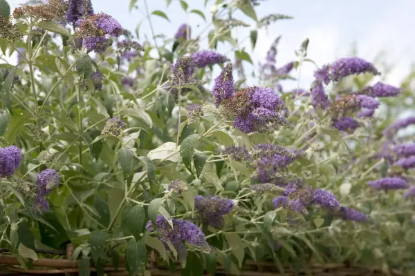Buddleia