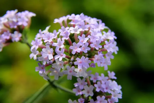 Verbena