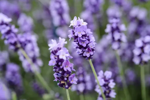 Lavender flowers