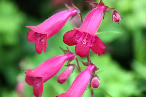 Magenta penstemons