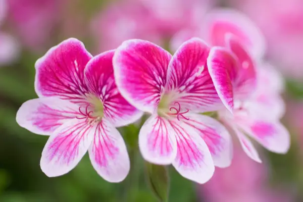 Pink pelargonium