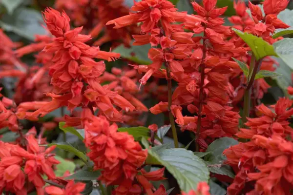 Salvia splendens 