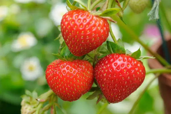 Strawberries - high in vitamin C