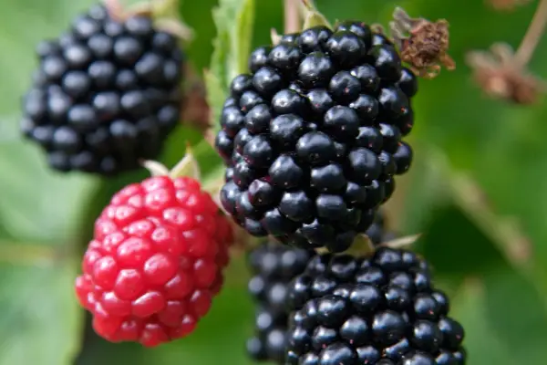 Peaches - high in vitamin C