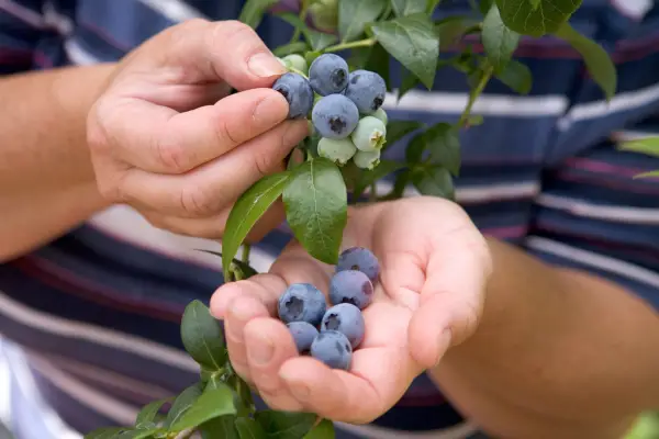 Blueberries - high in vitamin C