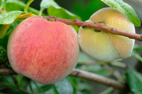 Peaches - high in vitamin C