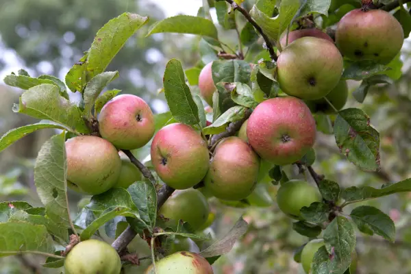 Apples growing on a tree