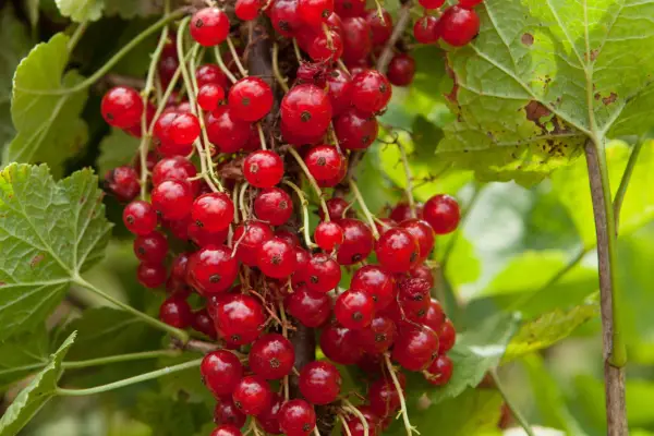 10 fructe bogate în vitamina C pentru a crește