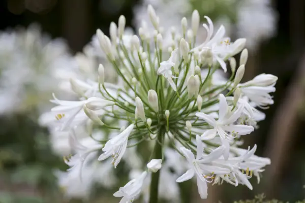 Agapanthus Africanus 'White'