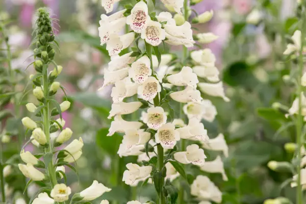 Digitalis purpurea „Primrose Carusel”