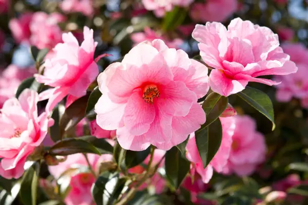 Pink camellia blooms