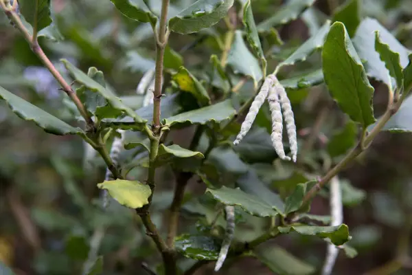 Grey catkins and evergreen leaves of the silk tassel bush
