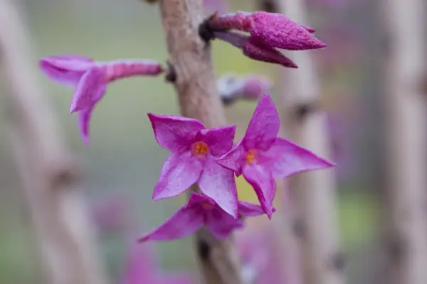 Purple-pink flowers of February daphne