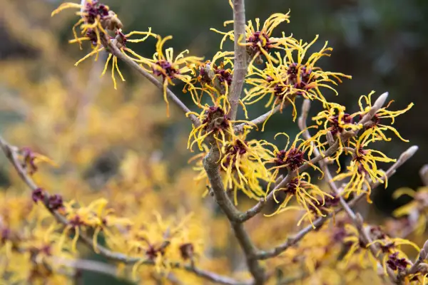 Február kvitnúce kríky