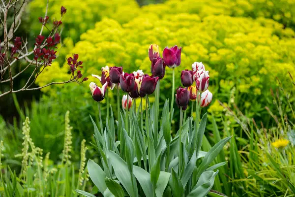 Cinq combinaisons de plantes pour avril