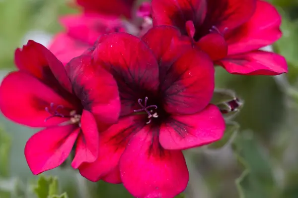 Unique pelargonium 