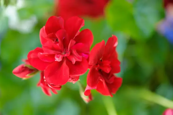 Zonal pelargonium with red flowers